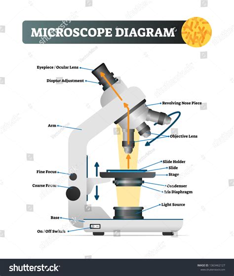 Microscope Diagram: Over 3,254 Royalty-Free Licensable Stock Vectors ...