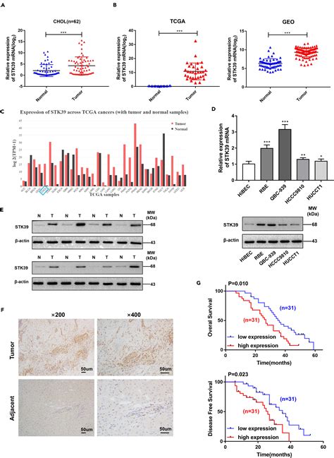 Stk39 Enhances The Progression Of Cholangiocarcinoma Via Pi3kakt