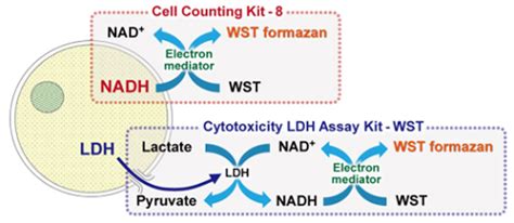 Cell Proliferation Cytotoxicity Selection Guide Dojindo Laboratories