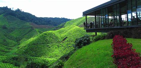 Cameron Highlands Malasia Mochileros Viajeros