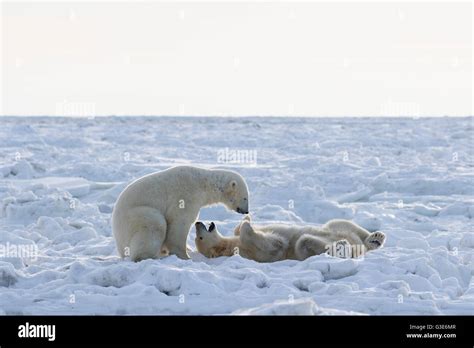 Oso Polar Acostado Sobre La Espalda Fotograf As E Im Genes De Alta