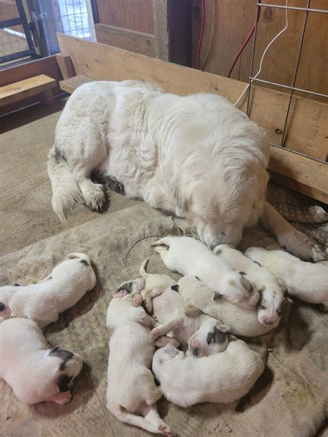 Newborn Great Pyrenees Puppies - Chamburn Farm