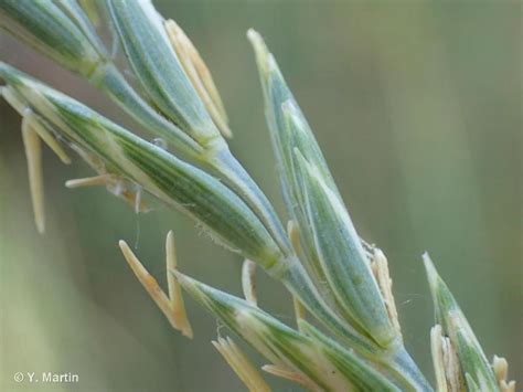 Elytrigia repens (L.) Desv. ex Nevski, 1934 - Chiendent rampant ...