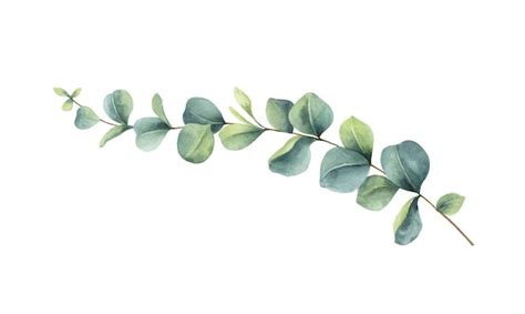 Eucalyptus Leaves Clipart