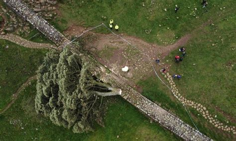 Act Of Vandalism See Photos Of Famous 300 Year Old Sycamore Gap Tree