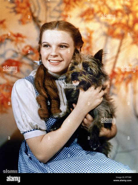 WIZARD OF OZ, 1939. /nJudy Garland as Dorothy, with her dog Toto, in the 1939 film 'The Wizard ...