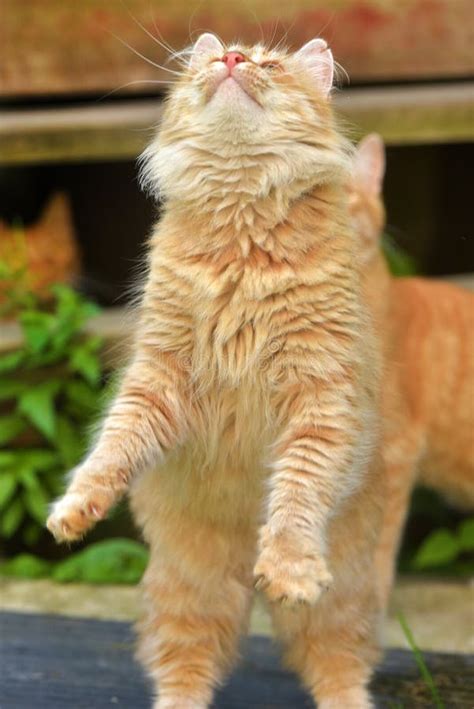 Beautiful Fluffy Ginger Cat In Summer Outdoor Among The Grass Plays