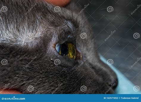 Dehydrated Cornea Of A Sedated Cat Stock Photo Image Of Medicine