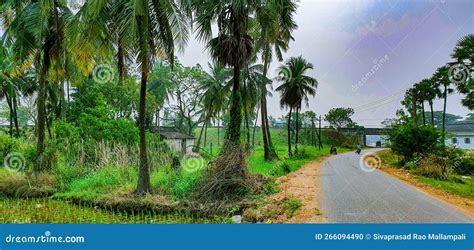 Beautiful Rural Road Passing Through Green Paddy Fields In