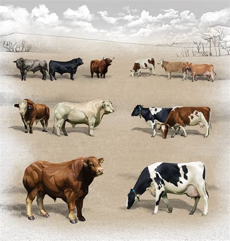 Illustration - Breeds of cattle on Behance