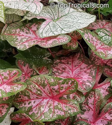 Caladium bicolor, Caladium, Fancy Leaved Caladium