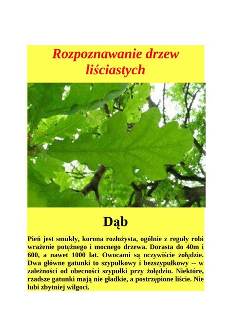 PDF Rozpoznawanie drzew liściastych zszabiele edupage org