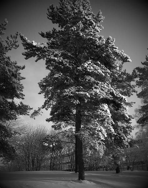 Free Images Tree Branch Snow Winter Black And White Leaf