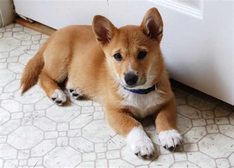 Corgi Shiba Inu Mix For Sale | PETSIDI