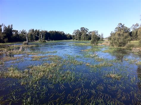 Freshwater Wetland Hunter Wetlands National Park Newcast Flickr