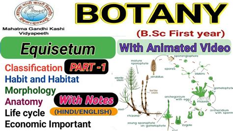 Equisetum Sporophyte