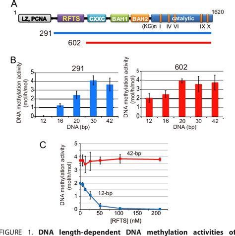 Figure 1 From The Dna Methyltransferase Dnmt1 Directly Interacts With