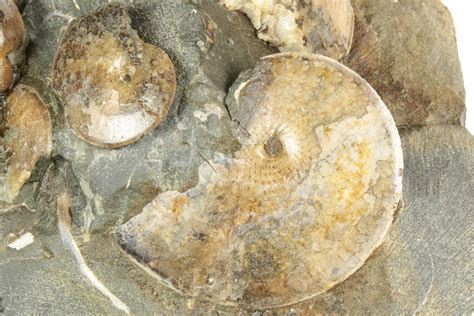 Fossil Ammonite Sphenodiscus And Gastropod Association South Dakota