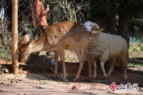 Sheep Deer Wed At Yunnan Zoo Cn