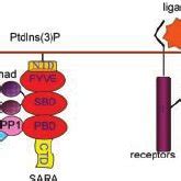 A Model For Dephosphorylation Of T Ri By Smad Mediated Pp