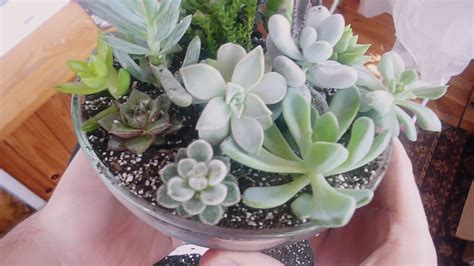 Planting Succulents In A Glass Bowl Youtube