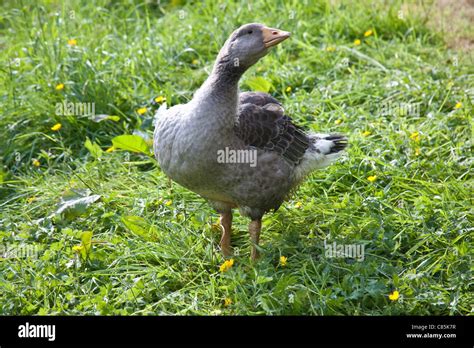 Utility Toulouse Goose On A Meadow Hampshire England United Kingdom