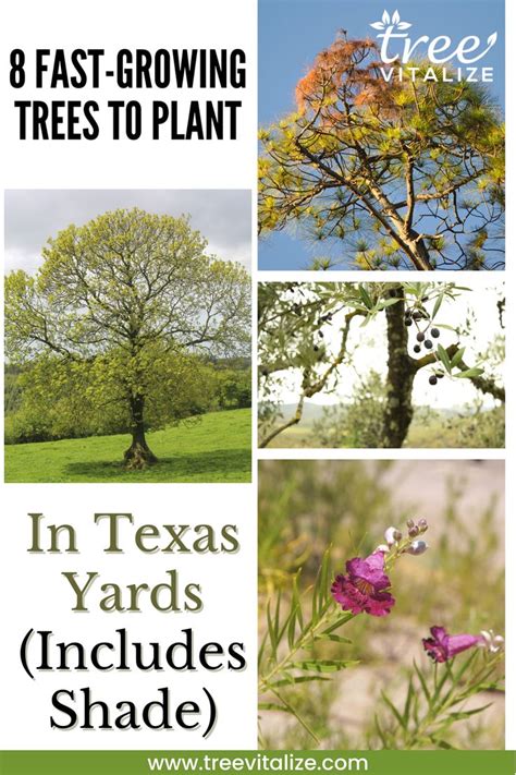 8 Fast Growing Trees To Plant In Texas Yards Includes Shade In 2023 Fast Growing Shade Trees