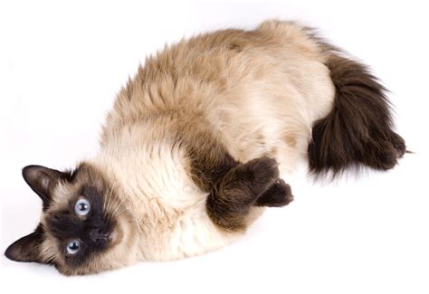 Siamese Breeders Australia | Siamese Info & kittens