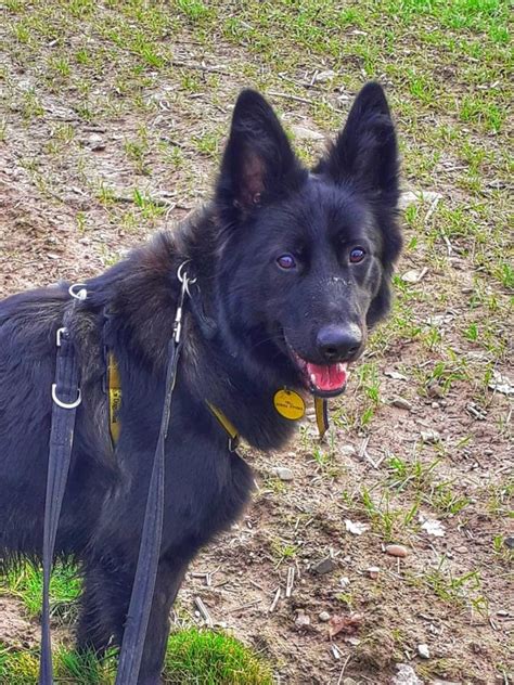 German Shepherd Puppy Rescue Uk