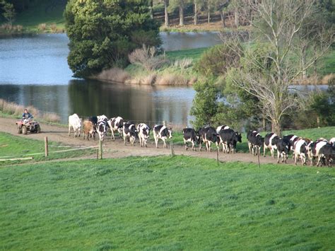 Future Ready Dairy Gippsland Core 4 Rebalance Recover Retain Restore