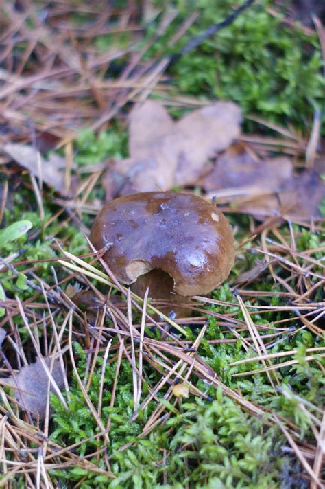 Free Images Nature Forest Grass Walking Autumn Soil Fauna