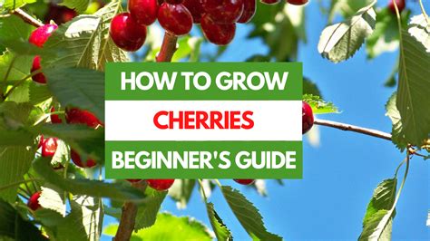 How To Grow Cherries A Beginners Guide Gardening Eats