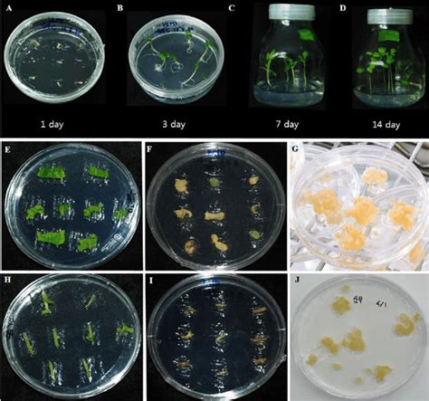 Callus Induction Of Brassica Rapa Turnip On MS Medium A D 1 Day