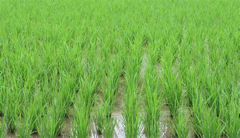 Organic Basmati Rice Farming Practices For Beginners Agri Farming