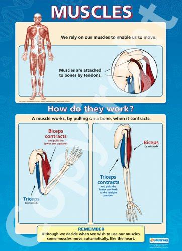 Buy Learn About The Human Skeleton And Muscles 2 Laminated S 17 X 24in