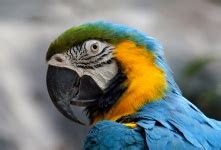 Blue Macaw Bird Free Stock Photo - Public Domain Pictures