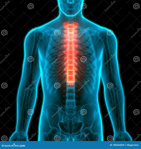 Vertebre Toraciche Della Colonna Vertebrale Dell Anatomia Dello