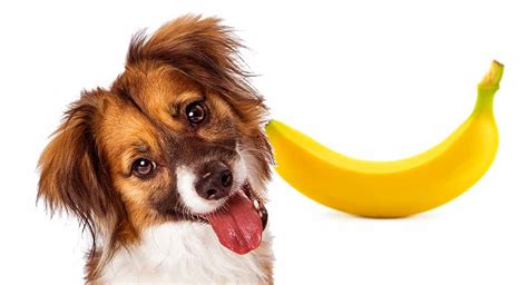 Can Dogs Eat Bananas A Complete Guide To Bananas For Dogs 2024