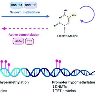 Dna Methylation A Dna Methylation And Demethylation Are Under The