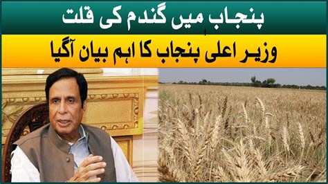 Shortage Of Wheat In Punjab Punjab Chief Minister Parvez Elahi