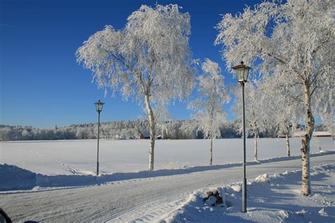 Fotos Gratis Rbol Naturaleza Nieve Fr O Invierno Blanco