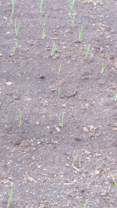 Летний чеснок, посадка, выращивание и уход — летний чеснок когда сажать ...