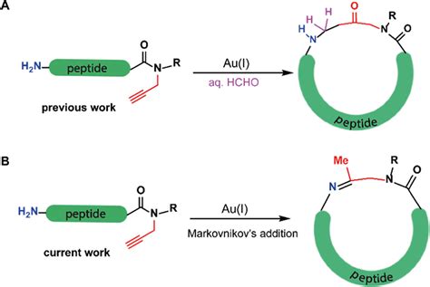 Gold I Mediated Rapid Cyclization Of Propargylated Peptides Via Imine