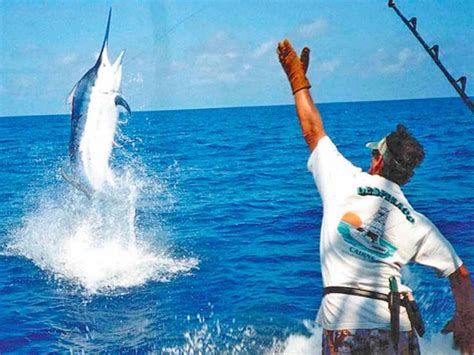 El Pez Vela Uno De Los Peces M S Veloces Del Oc Ano