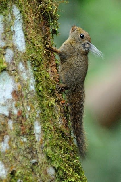 Whitehead's Pygmy Squirrel, one of the smallest Squirrel in the world ...