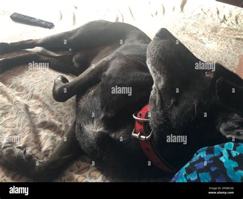 Pictures of my pet dogs, Sri Lanka Stock Photo - Alamy