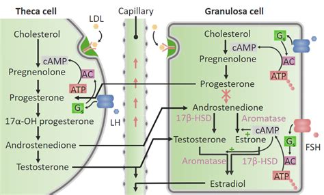 Gonadal Hormones | Concise Medical Knowledge