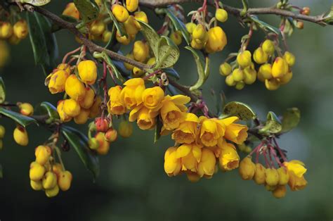 Berbéris Berberis Vulgaris Centre Antipoisons Belge