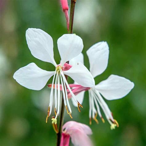 Gaura Seeds - Gaura Lindheimeri Flower Seeds