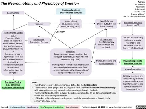 The Neuroanatomy and Physiology of Emotion | Calgary Guide